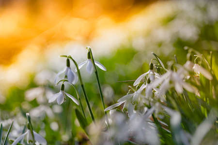 Galanthus nivalis. Snowdrops in the natural background. Springtime symbol. Sunlight viewの写真素材