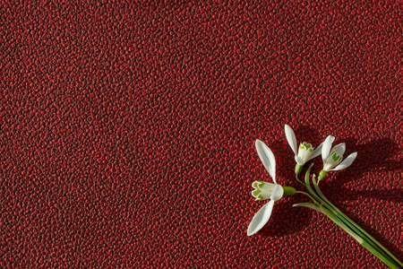 Galanthus nivalis. Snowdrops in textured background. Springtime symbol. A place for the text, invitation, menu to add.の写真素材