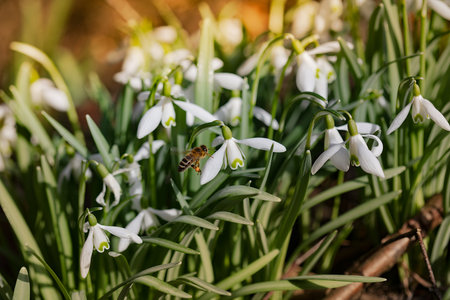 Galanthus nivalis. Snowdrops in the natural background. Springtime symbol. Sunlight viewの写真素材
