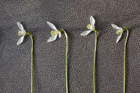 Galanthus nivalis. Snowdrops in textured background. Springtime symbol. A place for the text,...