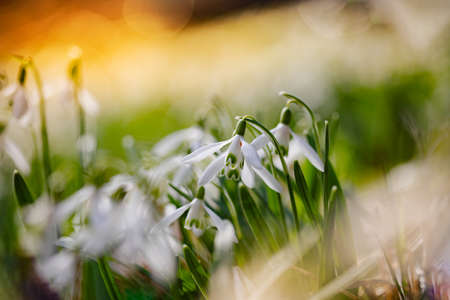 Galanthus nivalis. Snowdrops in the natural background. Springtime symbol. Sunlight viewの写真素材