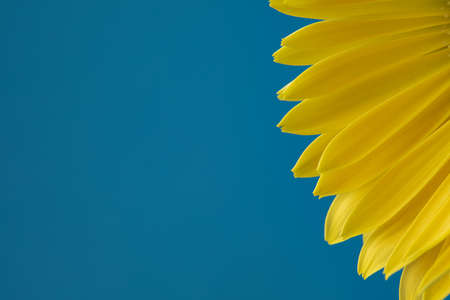 Fresh yellow gerbera flower on the blue background place for the text, invitation, menu, good for designの写真素材
