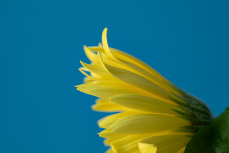 Fresh yellow gerbera flower on the blue background place for the text, invitation, menu, good for designの写真素材