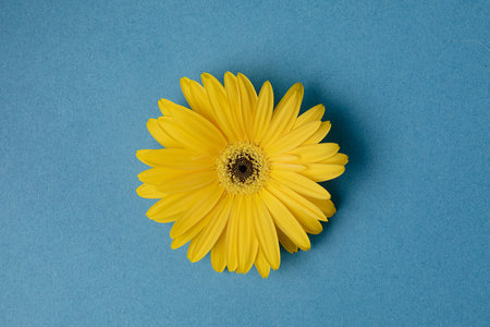 Fresh yellow gerbera flower on the blue background place for the text, invitation, menu, good for designの写真素材