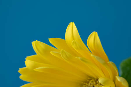Fresh yellow gerbera flower on the blue background place for the text, invitation, menu, good for designの写真素材