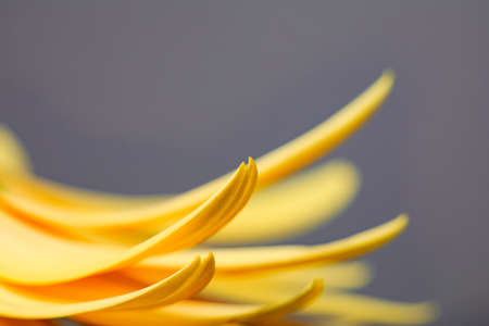 Fresh yellow gerbera flower on the black background place for the text, invitation, menu, good for designの写真素材