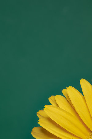 Fresh yellow gerbera flower on the green background place for the text, invitation, menu, good for designの写真素材