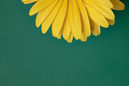 Fresh yellow gerbera flower on the green background place for the text, invitation, menu, good for designの写真素材