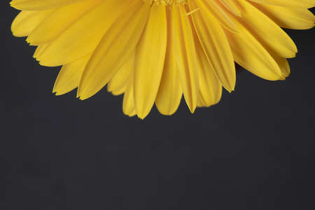 Fresh yellow gerbera flower on the black background place for the text, invitation, menu, good for designの写真素材
