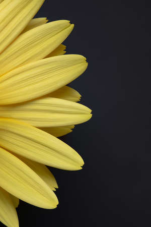 Fresh yellow gerbera flower on the black background place for the text, invitation, menu, good for designの写真素材