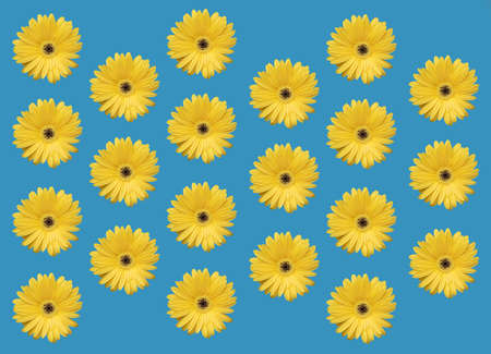 Flat lay composition of yellow Gerber flowers on the dark backgroundの写真素材