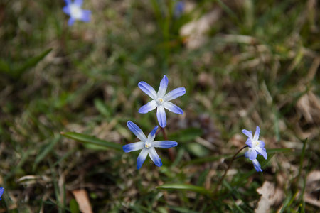Closeup view of the small blue flowers in the natural background in the forest.