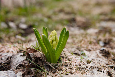First spring flowers of hyacinth in the forest. Early spring.