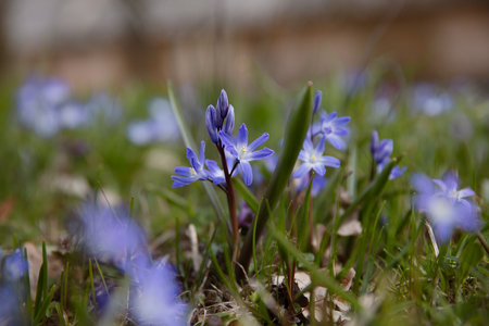 Closeup view of the small blue flowers in the natural background in the forest.