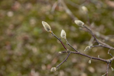 A branch of a blossoming willow on a blurred background.