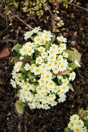 abstract view of white flowers in the natural forest background