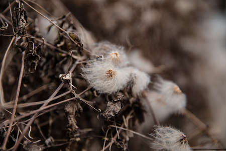 Close-up of a dry plant with fluffy white flowers on a blurred background.の写真素材