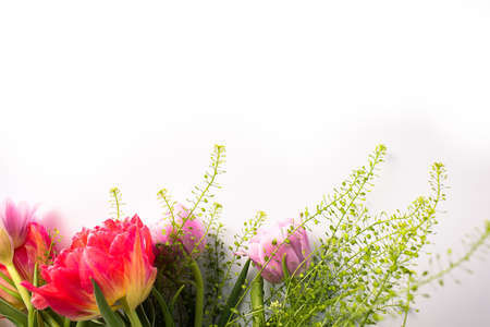 Bouquet of pink tulips and green leaves on white backgroundの写真素材