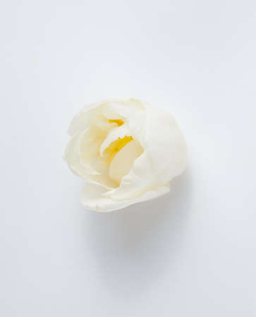 White tulip on white background. Flat lay, top view.の写真素材