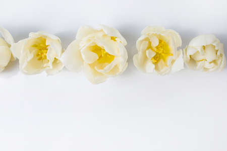 White tulips on a white background. Place for your text.