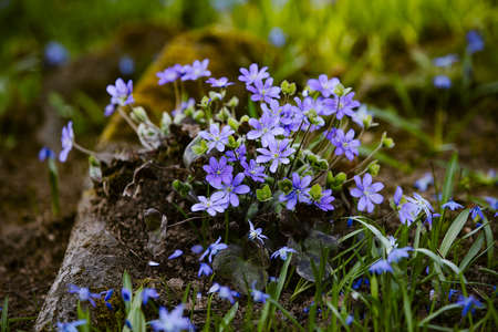 Blue fresh flowers growing in the natural forest. Picture for the illustration of blooming, spring, freshness, blue flowers.の写真素材