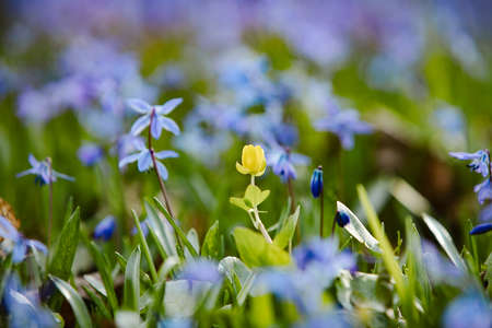 Fields of blue fresh flowers in the natural background. The best illustration for freshness, spring, new lifeの写真素材