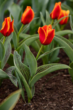 Mixed color tulips growing in the natural field. Best for the illustration of celebration, birthday, party, banner, spring, freshness, and summerの写真素材