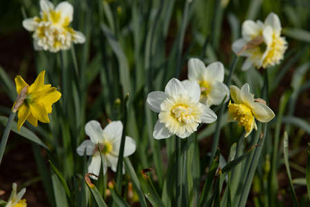 spring flowers in the natural field. Photography for illustration of freshness, spring, good for banner, congratulation cardの写真素材