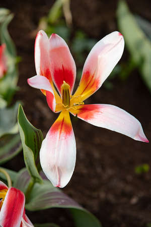Tulip blooming in the park as the illustration of the spring and new lifeの写真素材