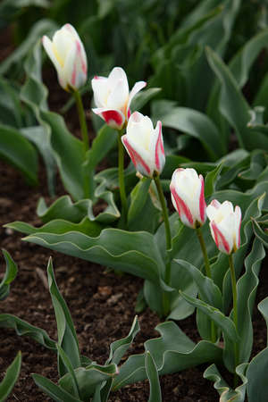red and white tulips in the field in the natural gardenの写真素材