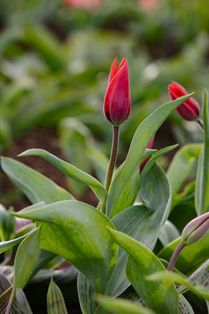 Mixed color tulips growing in the natural field. Best for the illustration of celebration, birthday, party, banner, spring, freshness, and summerの写真素材