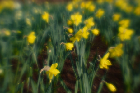spring flowers in the natural field. Photography for illustration of freshness, spring, good for banner, congratulation cardの写真素材