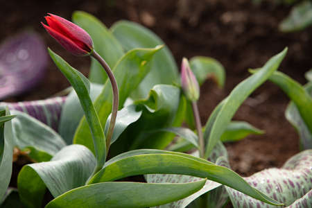 Tulip blooming in the park as the illustration of the spring and new lifeの写真素材