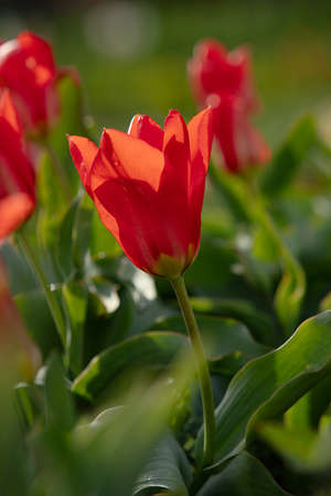 Mixed color tulips growing in the natural field. Best for the illustration of celebration, birthday, party, banner, spring, freshness, and summerの写真素材