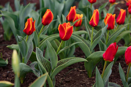 multicolored tulips in the natural fields. Photography for illustration of freshnessの写真素材