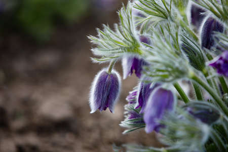 Dream-grass one of the most beautiful flowers. Pulsatilla blooms the spring in the forest or park on...