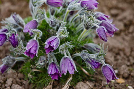 Dream-grass one of the most beautiful flowers. Pulsatilla blooms the spring in the forest or park on...