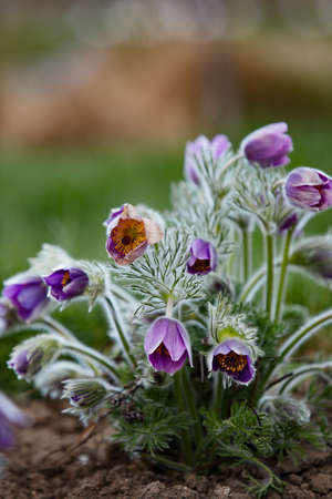 Dream-grass one of the most beautiful flowers. Pulsatilla blooms the spring in the forest or park on...