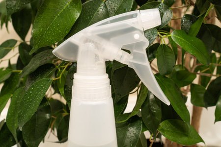 Sprayer for potted plants on the background of ficus benjamina houseplant leaves with water drops.の写真素材