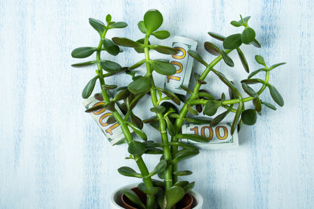 Crassula potted houseplant with vivid green leaves and dollar bills. Money tree or dollar tree mascot concept.の写真素材
