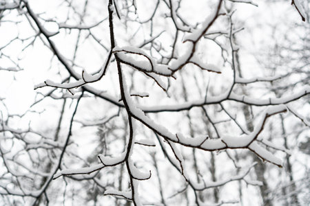Beautiful blurred winter background with snow covered branches of the trees.