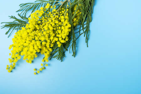 Branches of beautiful yellow Mimosa flower on blue background. International women's day 8 march template.の写真素材