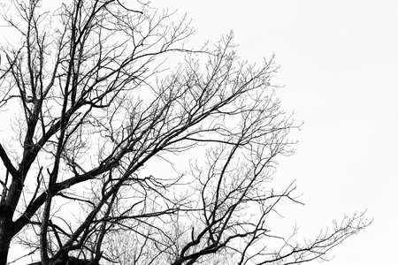 Bare tree branches silhouette without leaves against the sky. Abstract natural background. Black and...