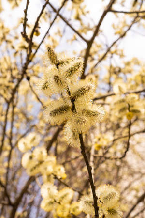 Willow tree blooming in early spring. Beautiful spring background. First honey plant in middle zone.