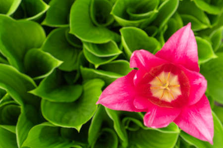 Beautiful floral background with pink tulip against blurred fresh green leaves, top view. Focus on pestle and stamens.の写真素材