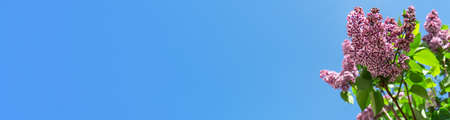 Spring banner. Branch of violet lilac in blossom on blue sky background in sunny day, copy space.の写真素材