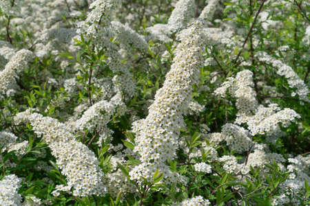 Bush of spirea blooming with small white flowers. Beautiful nature in spring season.