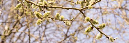 Fluffy catkins on willow tree branch. Beautiful spring nature banner.