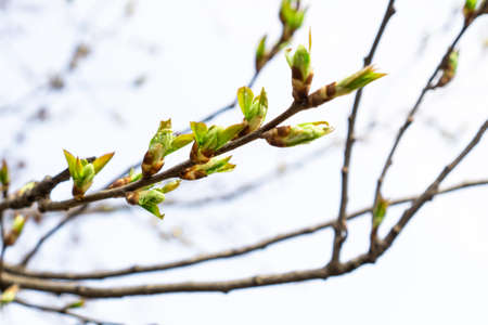 Fresh green buds on trees in early spring. Awakening of nature in springtime.