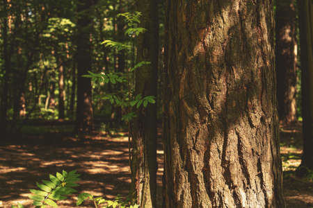 Thick trunk of an old tree in the background of a summer forest.の写真素材